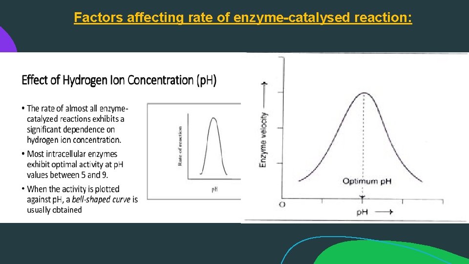 Factors affecting rate of enzyme-catalysed reaction: 