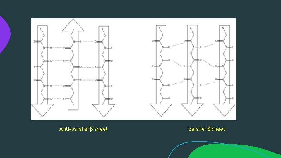 Anti-parallel β sheet parallel β sheet 