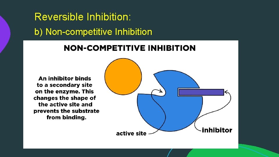 Reversible Inhibition: b) Non-competitive Inhibition 