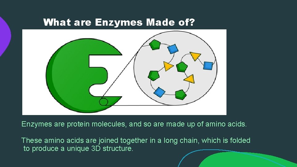 What are Enzymes Made of? Enzymes are protein molecules, and so are made up