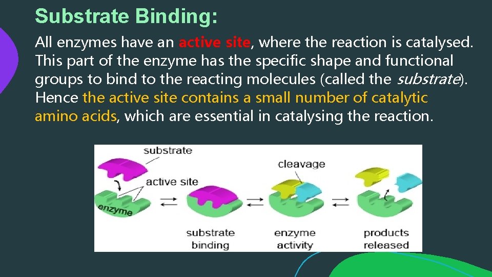 Substrate Binding: All enzymes have an active site, where the reaction is catalysed. This