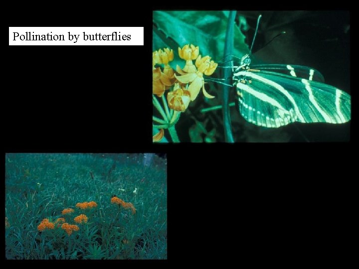 Pollination by butterflies 