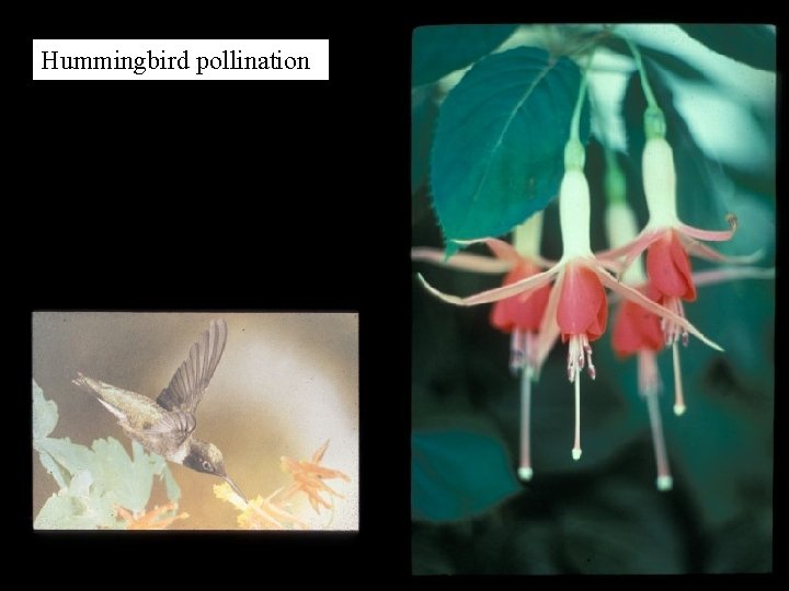 Hummingbird pollination 