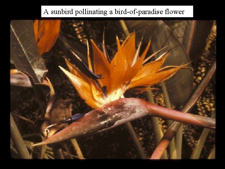 A sunbird pollinating a bird-of-paradise flower 