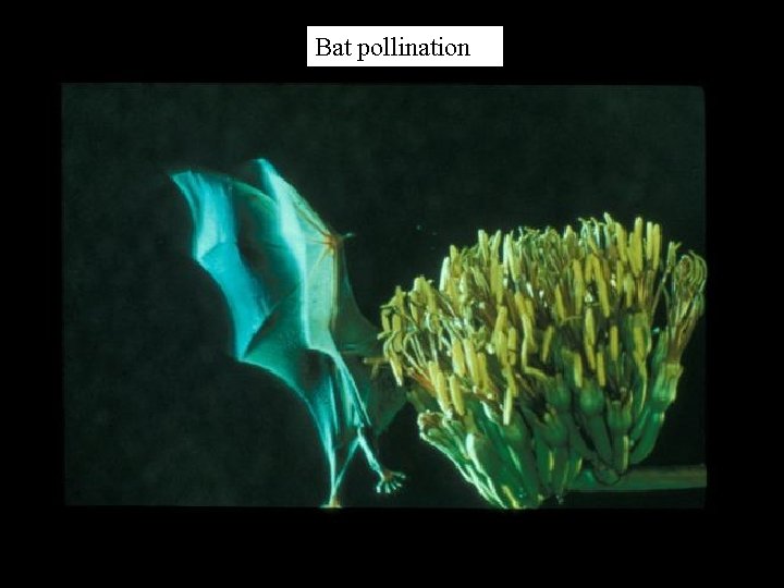 Bat pollination 
