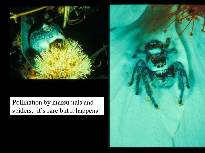 Pollination by marsupials and spiders: it’s rare but it happens! 