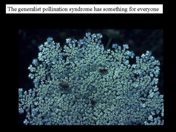 The generalist pollination syndrome has something for everyone 