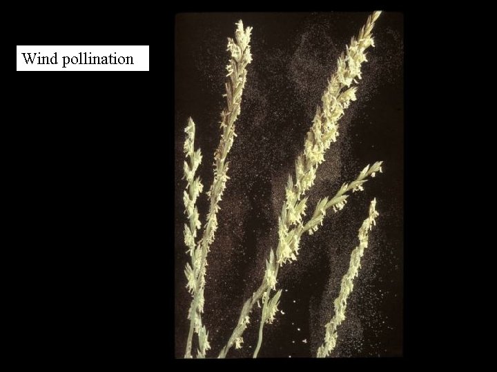 Wind pollination 