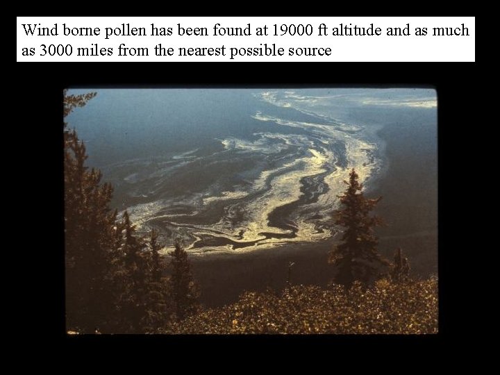 Wind borne pollen has been found at 19000 ft altitude and as much as