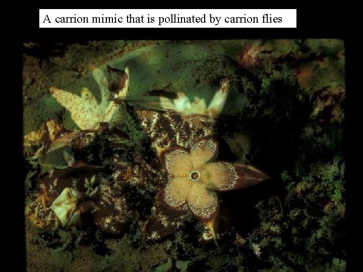 A carrion mimic that is pollinated by carrion flies 