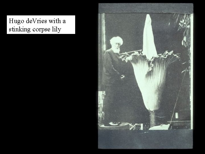Hugo de. Vries with a stinking corpse lily 