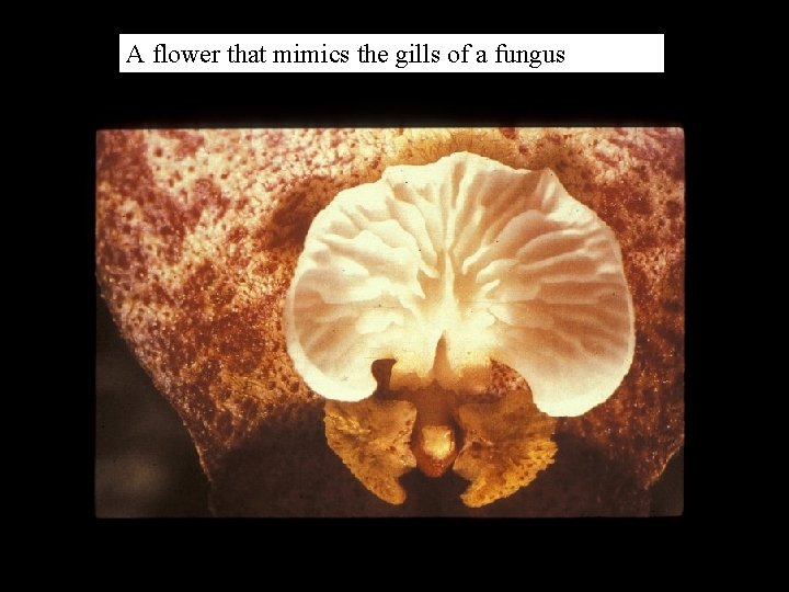 A flower that mimics the gills of a fungus 