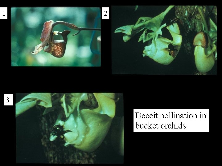 1 2 3 Deceit pollination in bucket orchids 