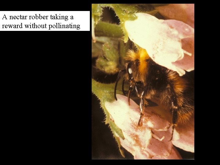 A nectar robber taking a reward without pollinating 