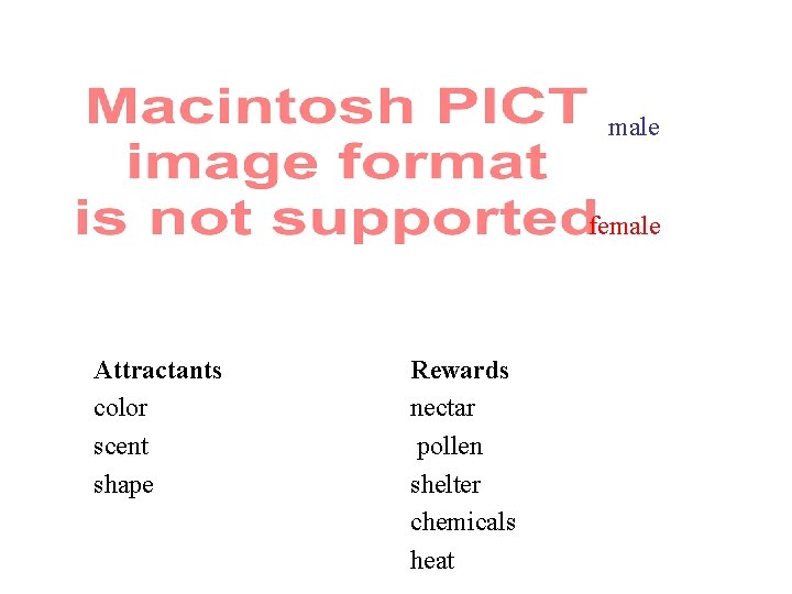 male female Attractants color scent shape Rewards nectar pollen shelter chemicals heat 