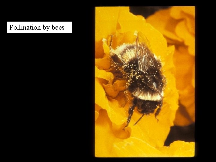 Pollination by bees 