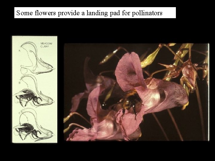 Some flowers provide a landing pad for pollinators 