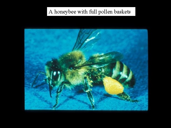A honeybee with full pollen baskets 