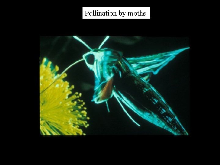 Pollination by moths 