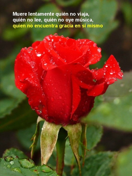 Muere lentamente quién no viaja, quién no lee, quién no oye música, quien no