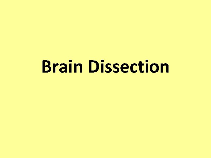 Brain Dissection 