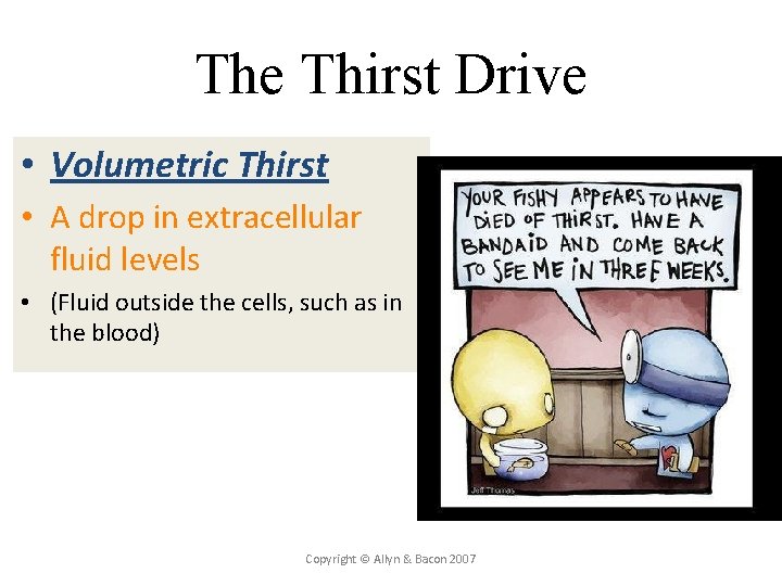 The Thirst Drive • Volumetric Thirst • A drop in extracellular fluid levels •