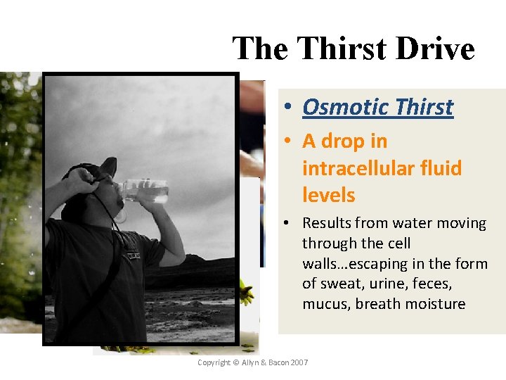 The Thirst Drive • Osmotic Thirst • A drop in intracellular fluid levels •