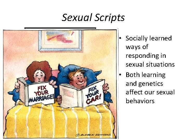 Sexual Scripts • Socially learned ways of responding in sexual situations • Both learning