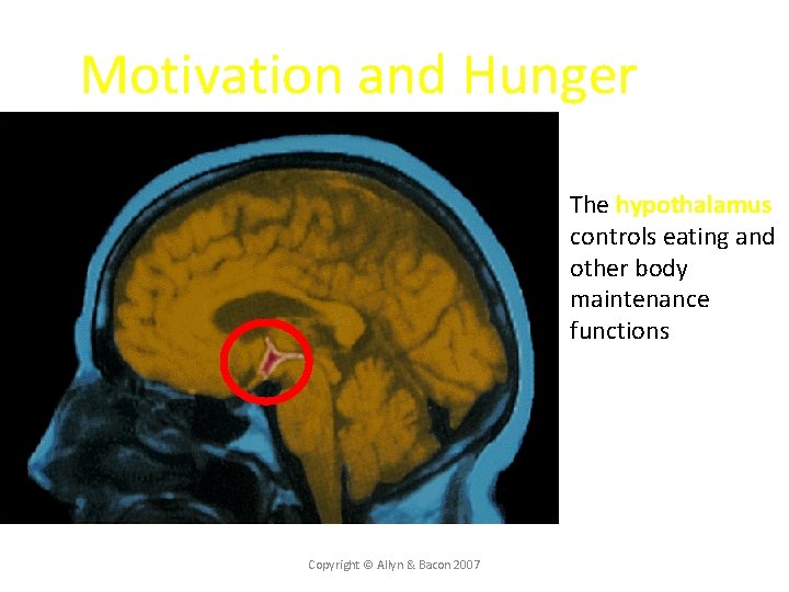 Motivation and Hunger § The hypothalamus controls eating and other body maintenance functions Copyright