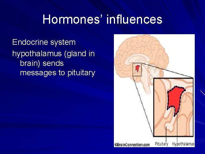 Hormones’ influences Endocrine system hypothalamus (gland in brain) sends messages to pituitary 