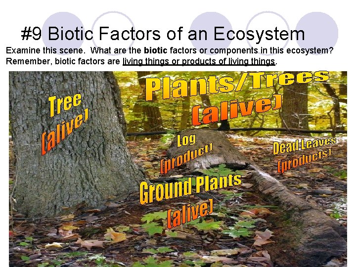 #9 Biotic Factors of an Ecosystem Examine this scene. What are the biotic factors