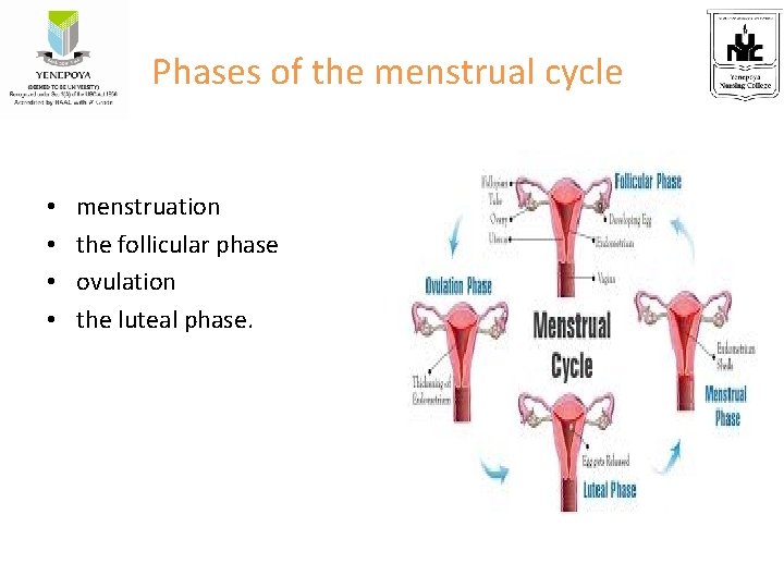 Phases of the menstrual cycle • • menstruation the follicular phase ovulation the luteal