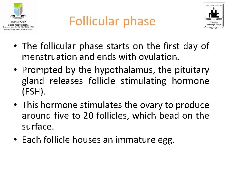 Follicular phase • The follicular phase starts on the first day of menstruation and