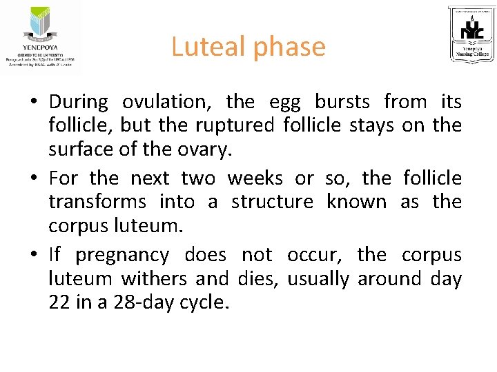 Luteal phase • During ovulation, the egg bursts from its follicle, but the ruptured