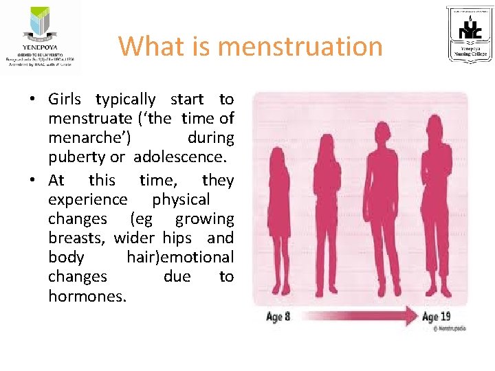 What is menstruation • Girls typically start to menstruate (‘the time of menarche’) during