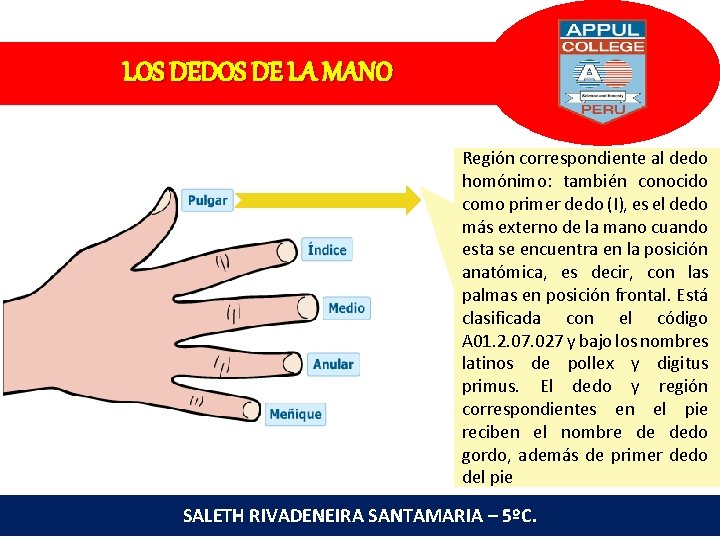 LOS DEDOS DE LA MANO Región correspondiente al dedo homónimo: también conocido como primer