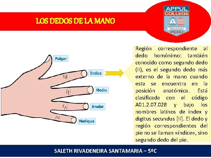 LOS DEDOS DE LA MANO Región correspondiente al dedo homónimo: también conocido como segundo