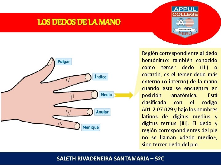 LOS DEDOS DE LA MANO Región correspondiente al dedo homónimo: también conocido como tercer