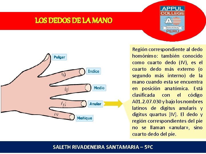 LOS DEDOS DE LA MANO Región correspondiente al dedo homónimo: también conocido como cuarto