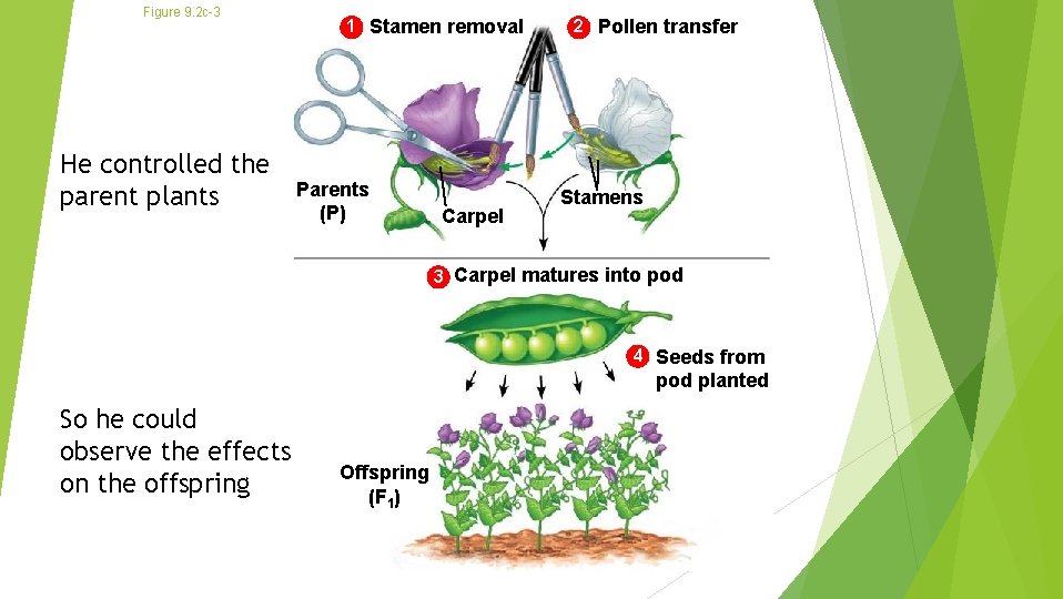 Figure 9. 2 c-3 He controlled the parent plants 1 Stamen removal Parents (P)