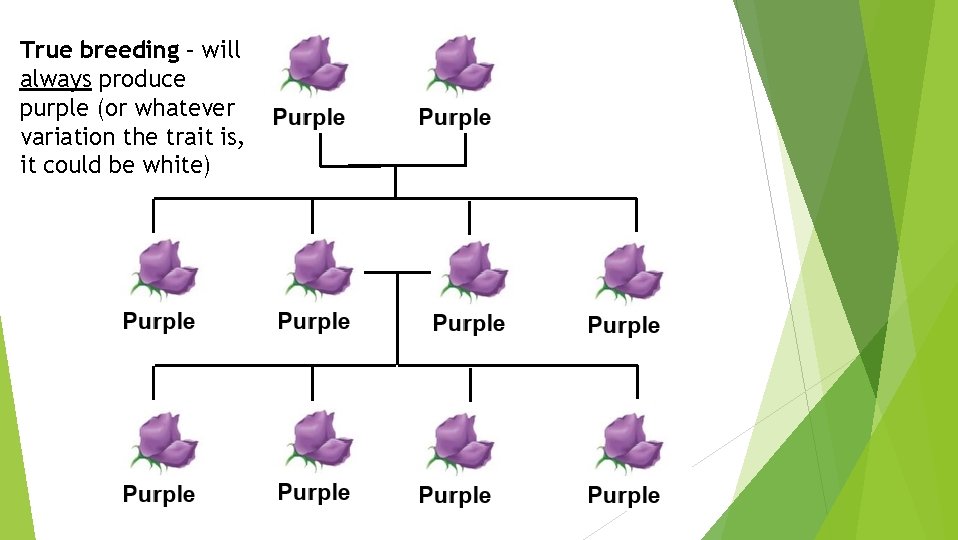 True breeding – will always produce purple (or whatever variation the trait is, it