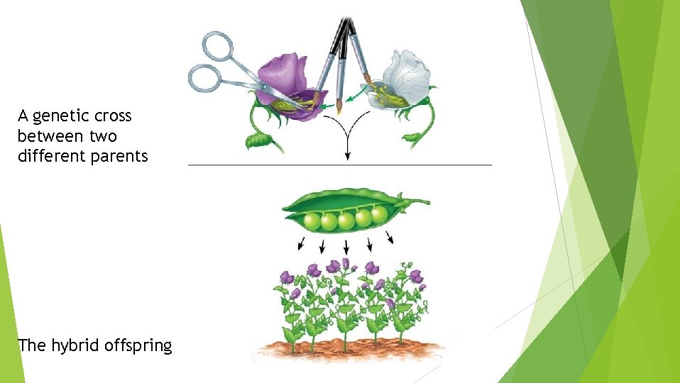 A genetic cross between two different parents The hybrid offspring 