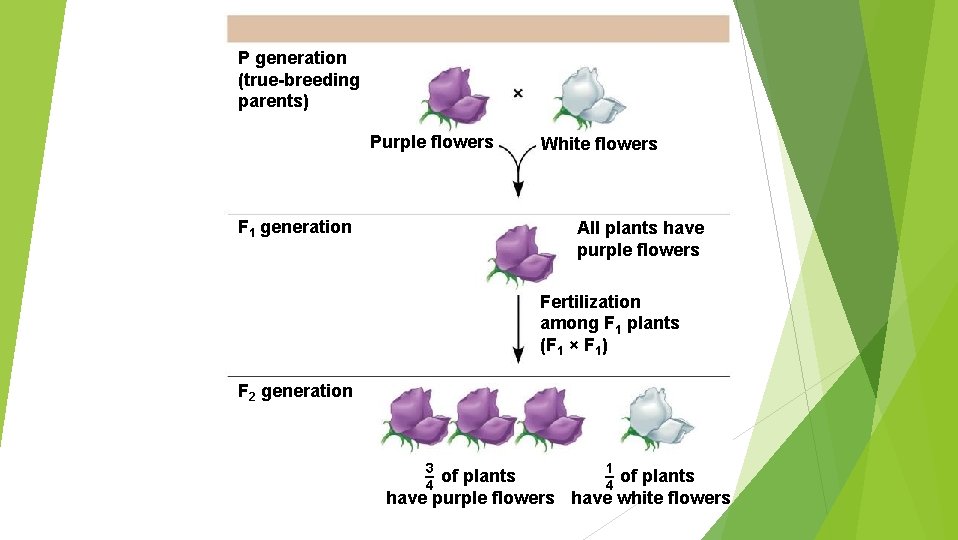 P generation (true-breeding parents) Purple flowers F 1 generation White flowers All plants have