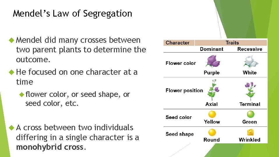 Mendel’s Law of Segregation Mendel did many crosses between two parent plants to determine