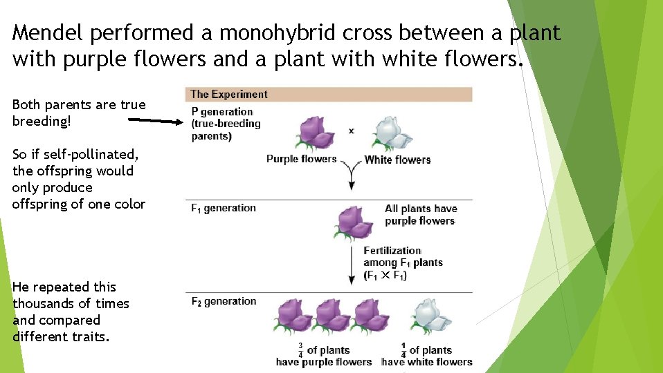 Mendel performed a monohybrid cross between a plant with purple flowers and a plant