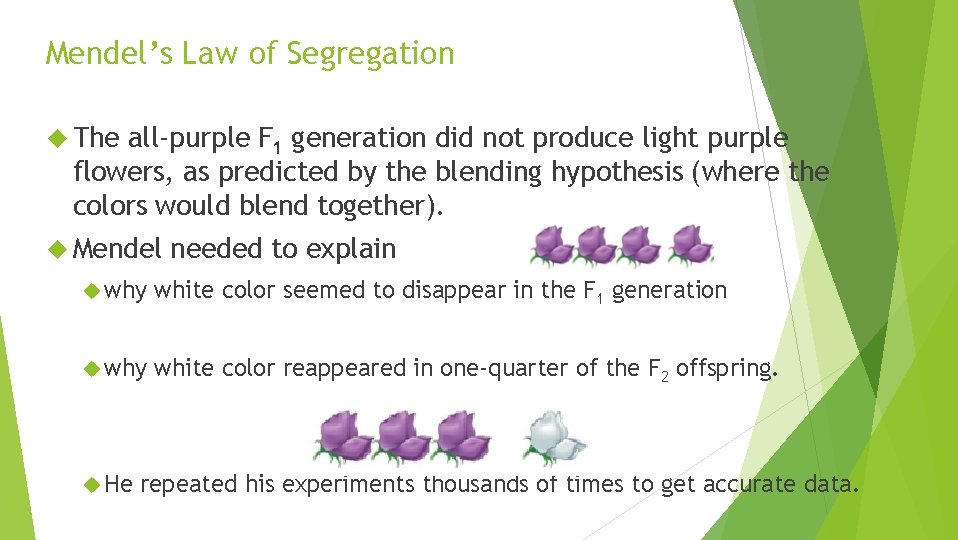 Mendel’s Law of Segregation The all-purple F 1 generation did not produce light purple