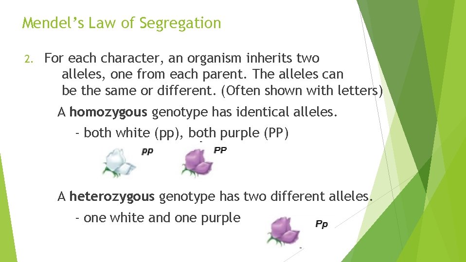 Mendel’s Law of Segregation 2. For each character, an organism inherits two alleles, one