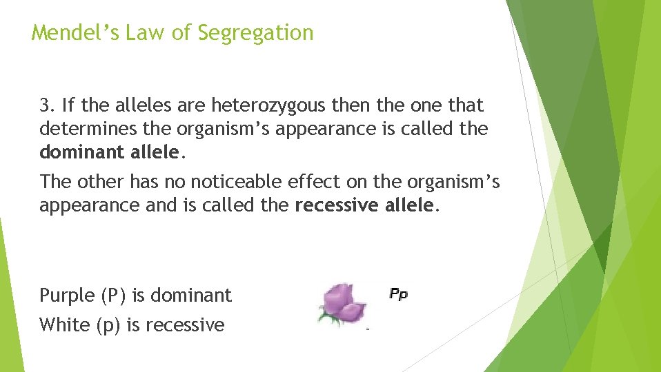 Mendel’s Law of Segregation 3. If the alleles are heterozygous then the one that