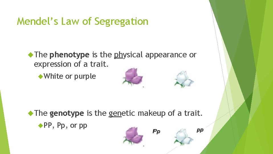 Mendel’s Law of Segregation The phenotype is the physical appearance or expression of a