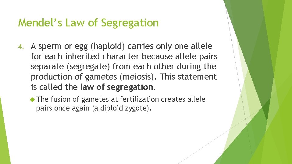 Mendel’s Law of Segregation 4. A sperm or egg (haploid) carries only one allele